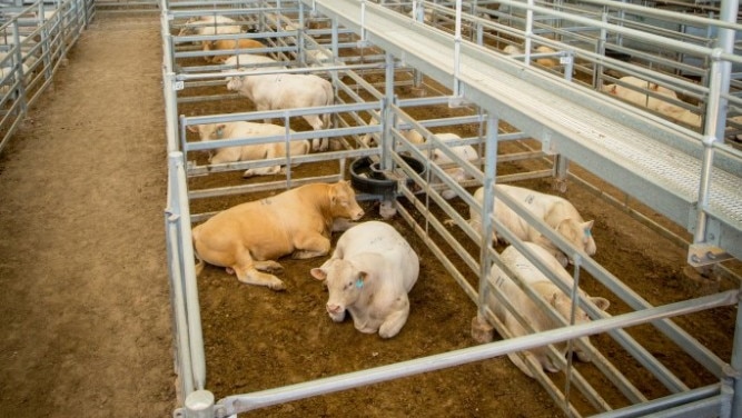 Cattle settle underneath the new roof at the renovated Dalby saleyards.