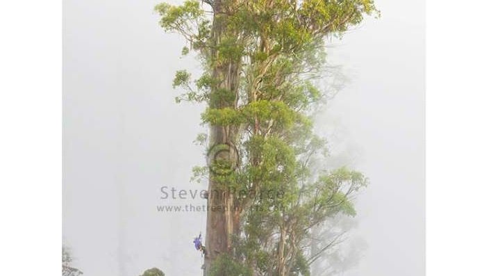 Full tree shot of eucalyptus regnans