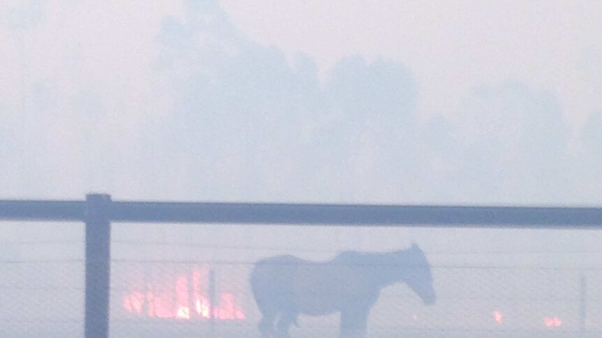A horse caught in the Scotsburn, Clarendon fire