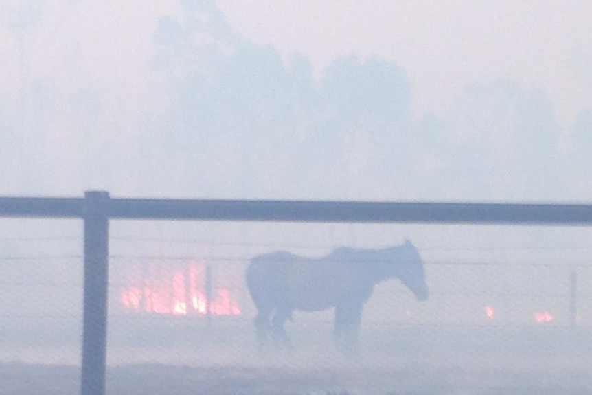 A horse caught in the Scotsburn, Clarendon fire