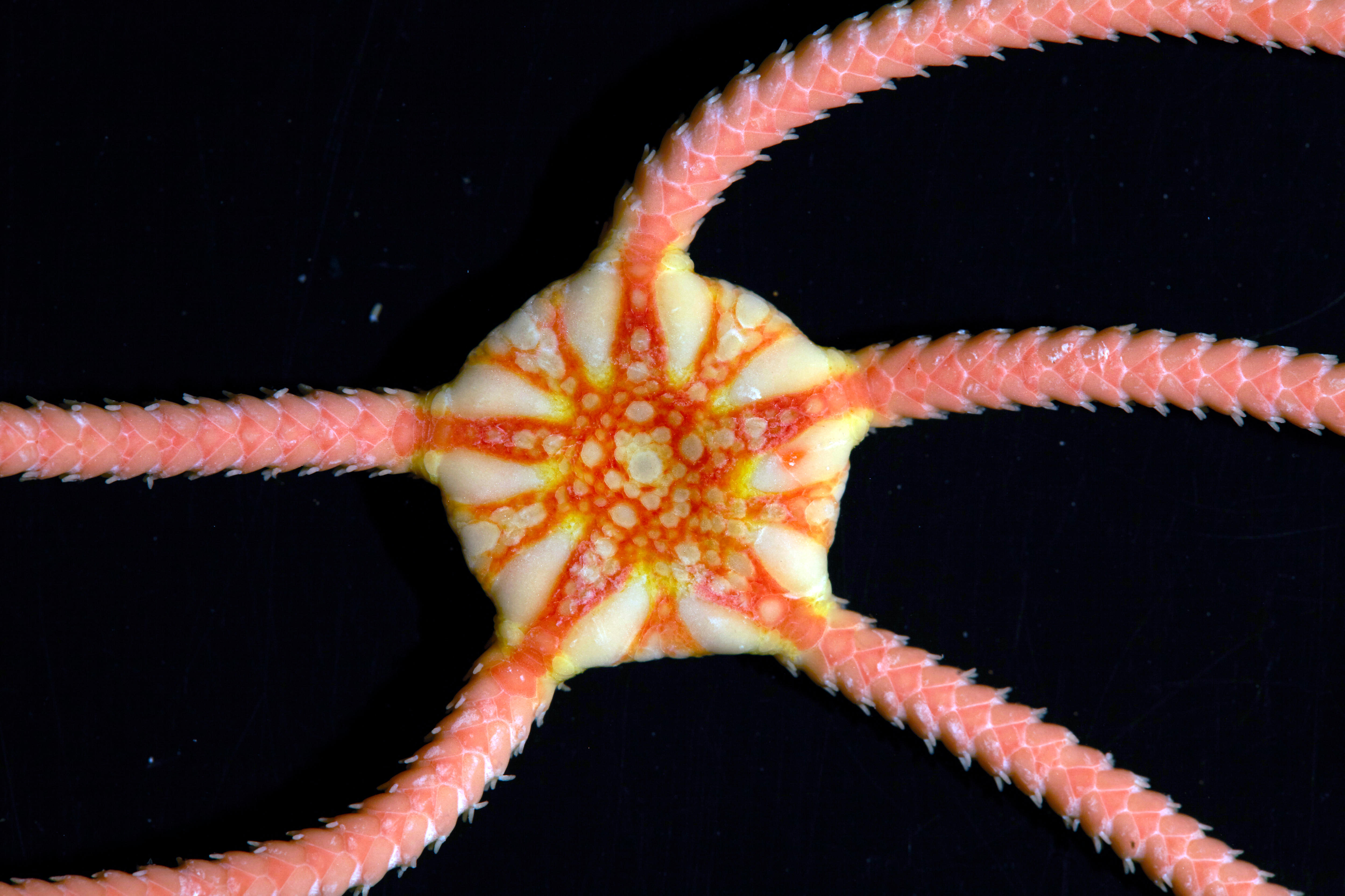 The pale yellow, pink, and red underside of a brittle star organism.