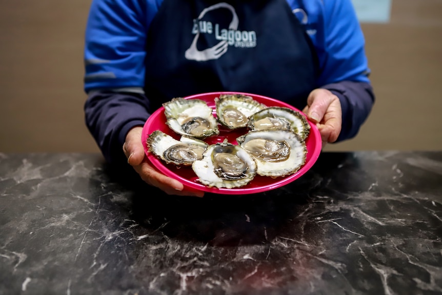 Woman with white hair wearing navy blue apron and blue shirt stands holding pink plate of six oysters