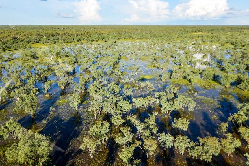 A wide of the Beetaloo Basin landscape with trees and wetlands.