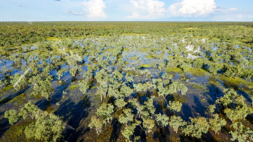 A wide of the Beetaloo Basin landscape with trees and wetlands.