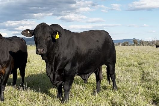 A big black bull stands in a green paddock. He has a bright yellow ear tag - it looks like a sunny day with a few clouds