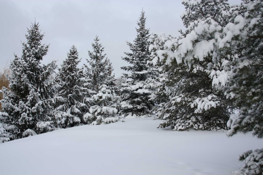Evergreen fir trees covered in snow