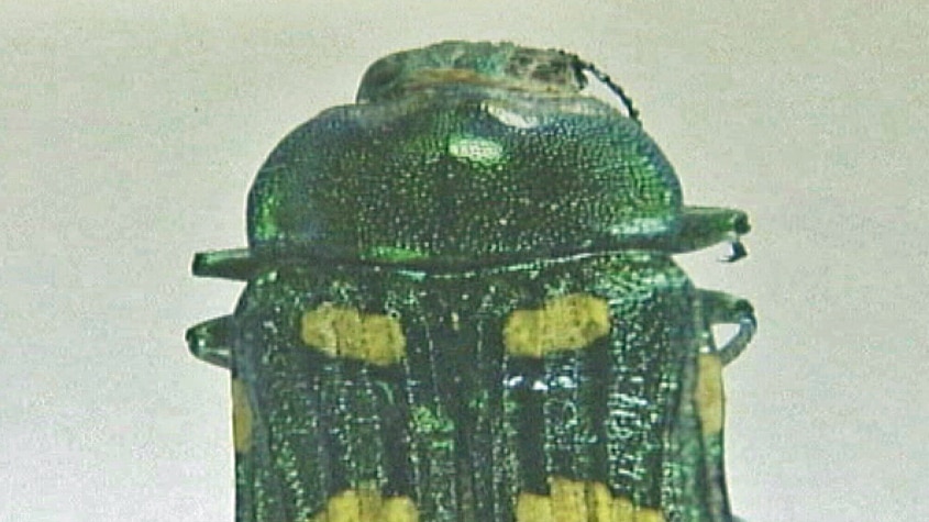 Tasmanian jewel beetle