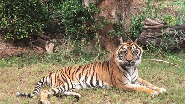 Tiger sits on grass