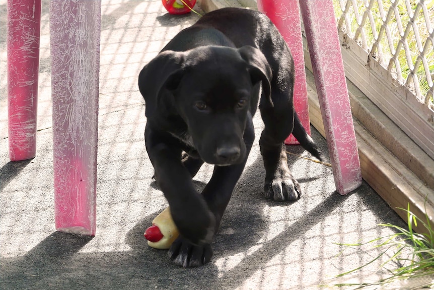 A puppy plays in an enclosure