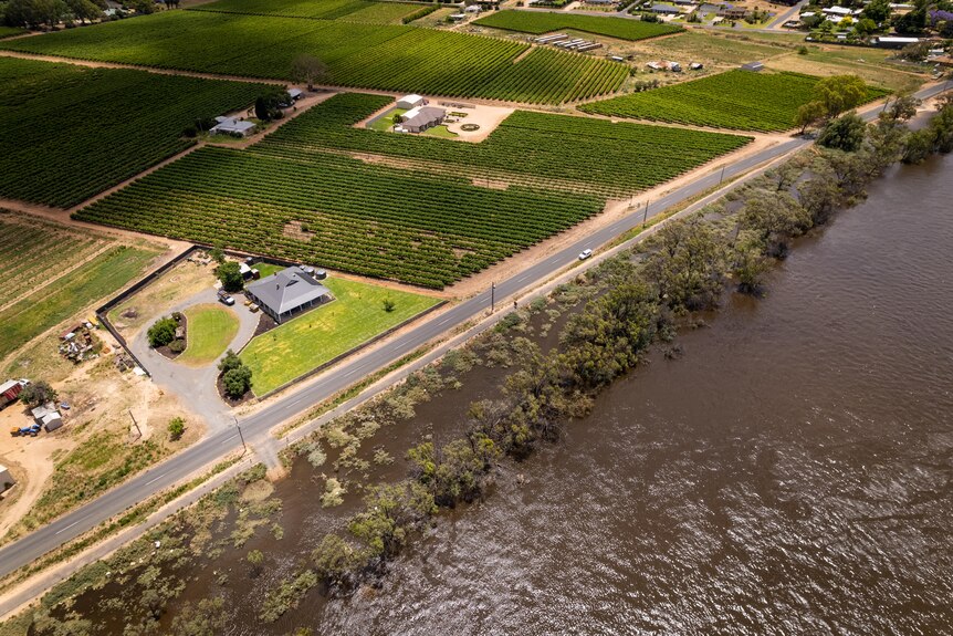 Floodwaters near vineyards along the River Murray.