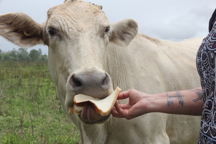 A close up of a white cow taking bread from someone's hand.