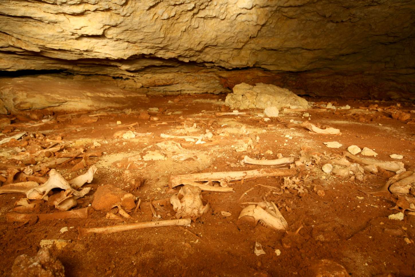 Pitfall megafauna fossil assemblage in the Upper Ossuary, Victoria Fossil Cave, Naracoorte.
