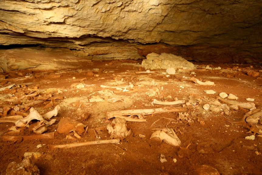 Pitfall megafauna fossil assemblage in the Upper Ossuary, Victoria Fossil Cave, Naracoorte.