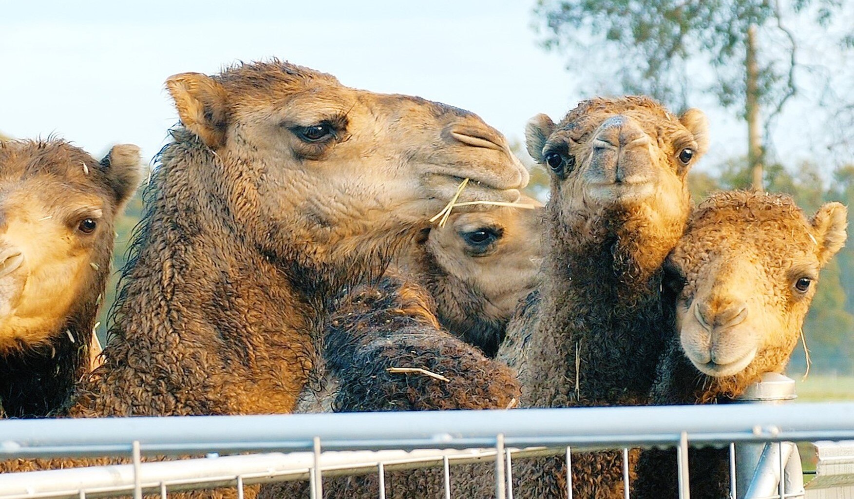 Close up of five camel heads, four looking towards camera and one side on. 