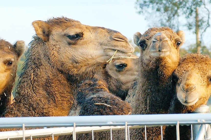 Close up of five camel heads, four looking towards camera and one side on. 