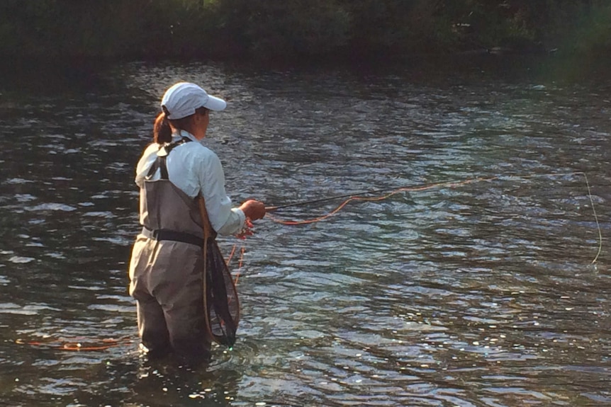 A fly fisher knee deep in the water looking for brown trout in Tasmania.