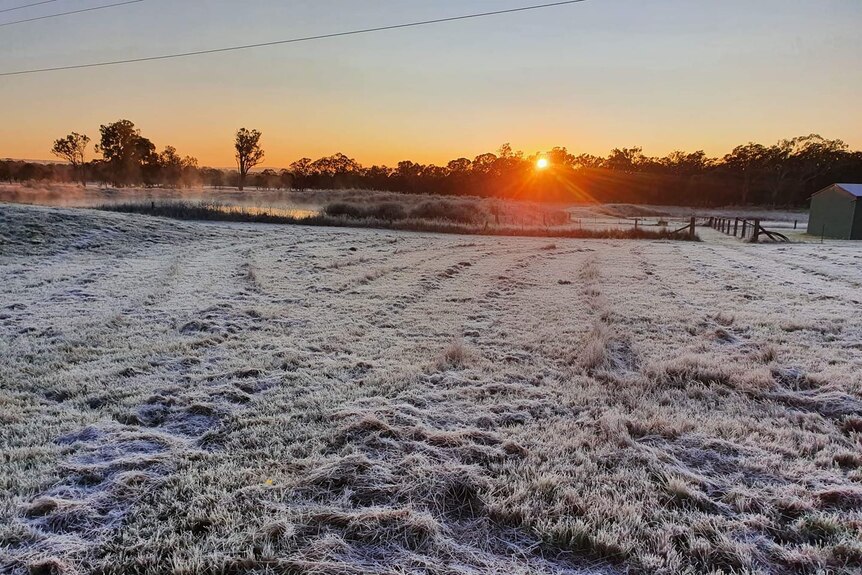 Frost on grassin the foreground as sun rises in the background in Warwick