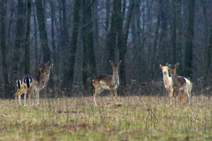 A group of deer stare out from a forests areas.