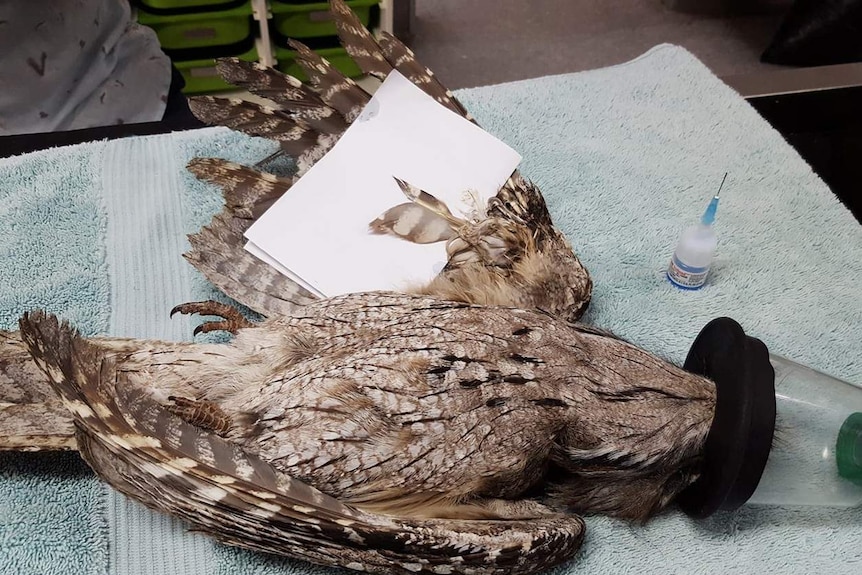 Tawny frogmouth bird under anaesthetic during surgery to fix feathers of right wing.