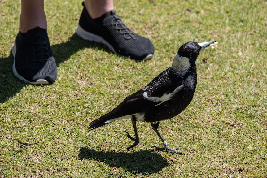 Magpies can learn to recognise individual human faces and voices.