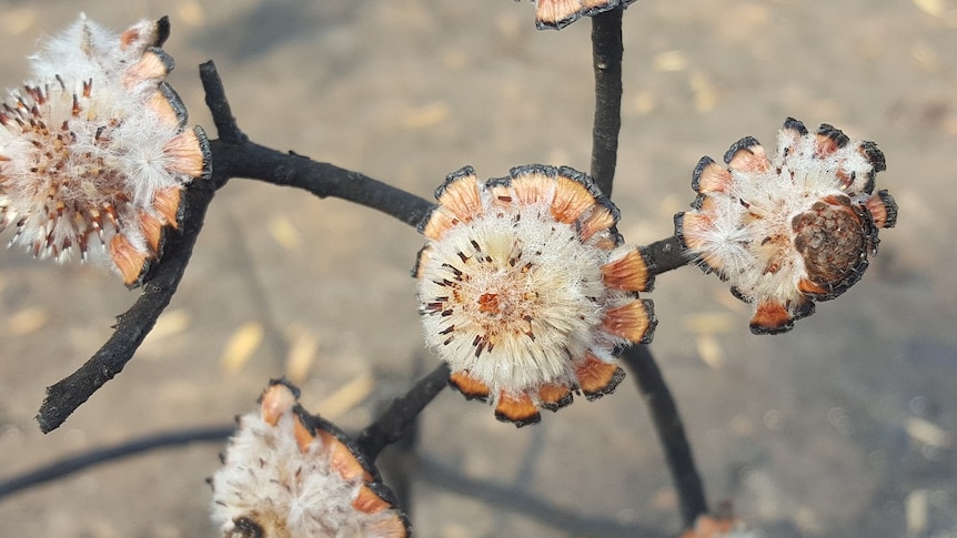The seed pods on this plant have opened after fires ripped through the Blue Mountains in December.