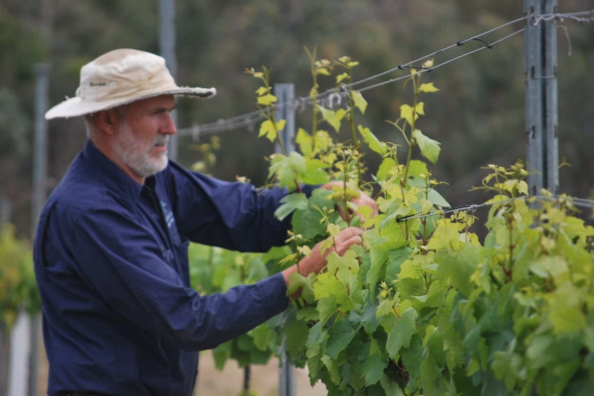 A man looks at grapes.