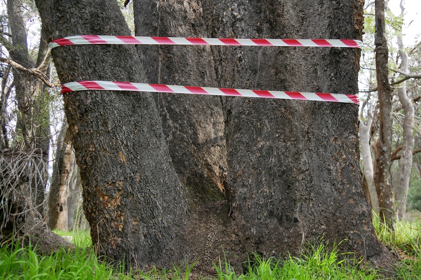 A red and white tape wrapped around a tree