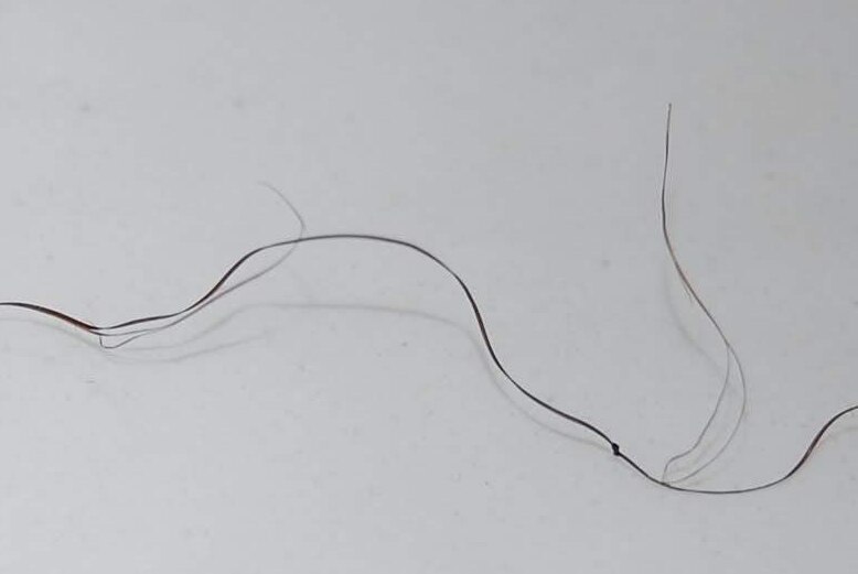 Christopher Havard's strand of hair