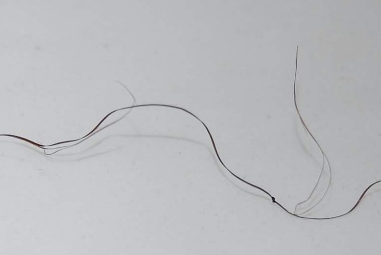 Christopher Havard's strand of hair