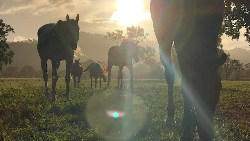 Five horses grazing in a rural paddock in the glow of the setting sun.