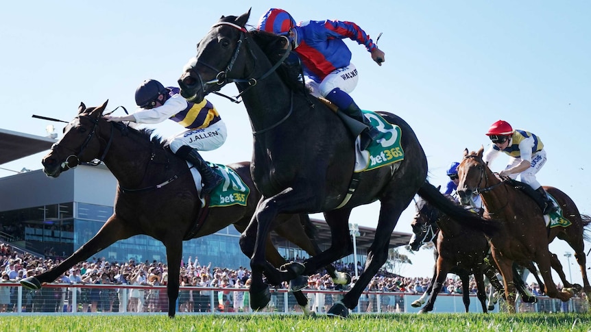 Jockey rides his horse to victory in the Geelong Cup, while a rival horse runs down the outside.