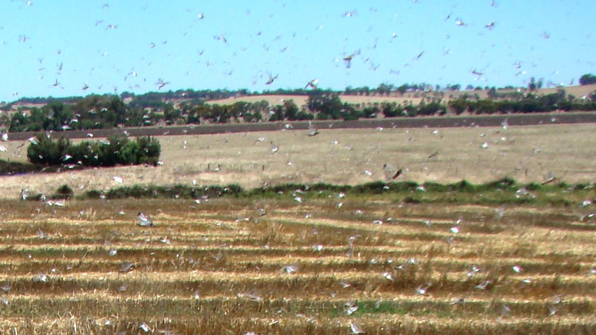 Locusts swarming.