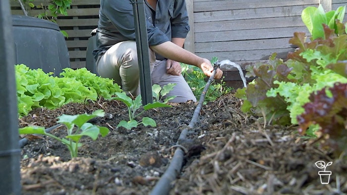 Man kneeling at end of garden bed, holding end of drip irrigation tube with water flowing out