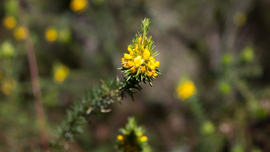 Yellow flower in Muogamarra Nature Reserve