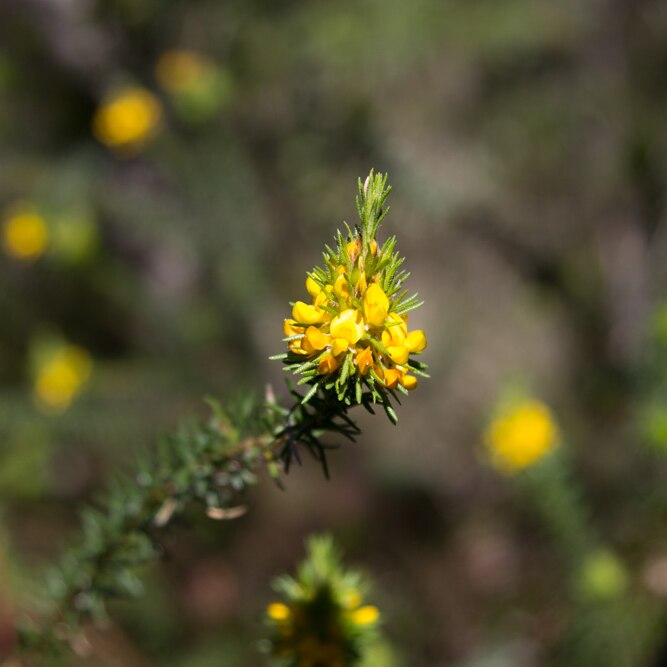 Yellow flower in Muogamarra Nature Reserve