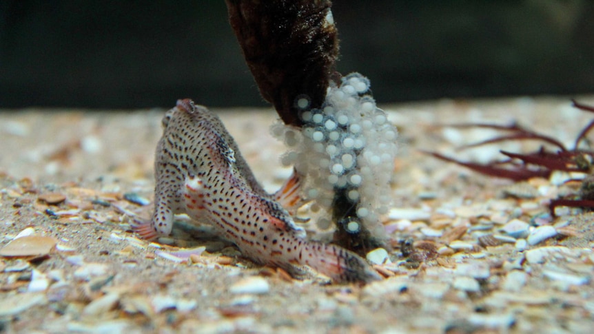 Spotted handfish in a tank