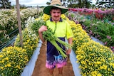 A man in high-vis clothing and a sunhat holds a bunch of cut flowers amid rows of flowers in a flower field.