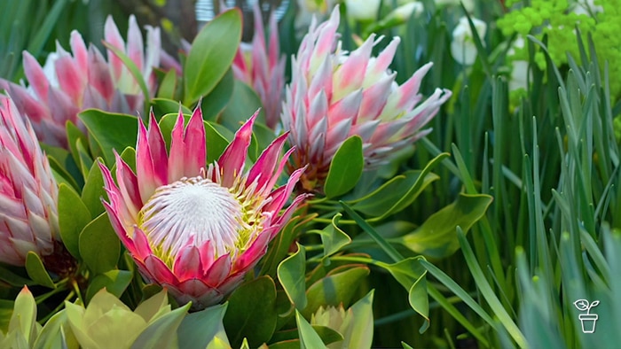 Bright pink protea flowers growing in a garden