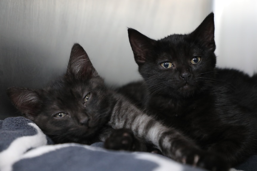 Two black kittens laying on a blanket.