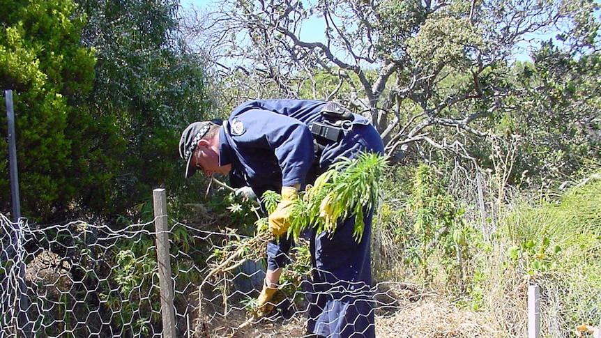A police officer holding a cannabis plant in a backyard