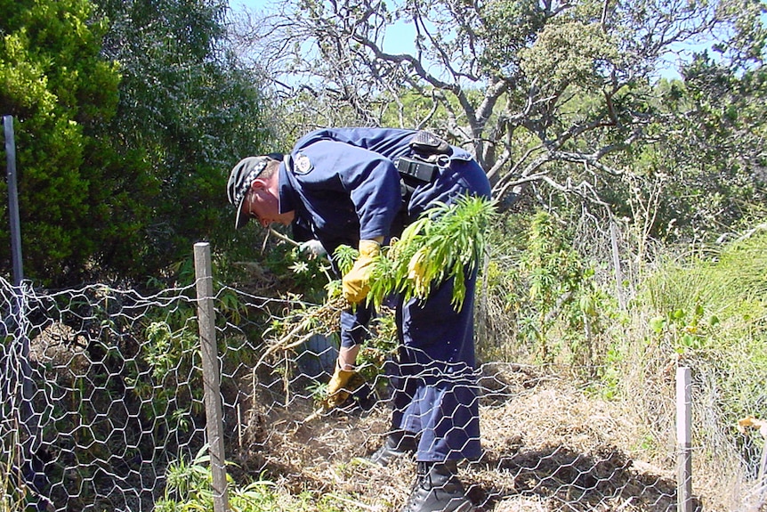 A police officer holding a cannabis plant in a backyard
