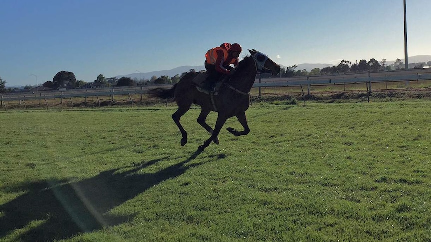 Tasmanian racehorse The Cleaner on track