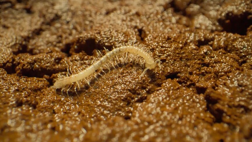 A millipede on moist earth