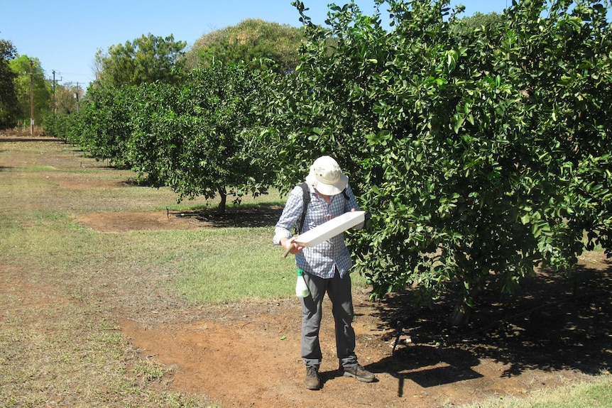 A field researcher walks along an orchard row looking down at his clipboard.