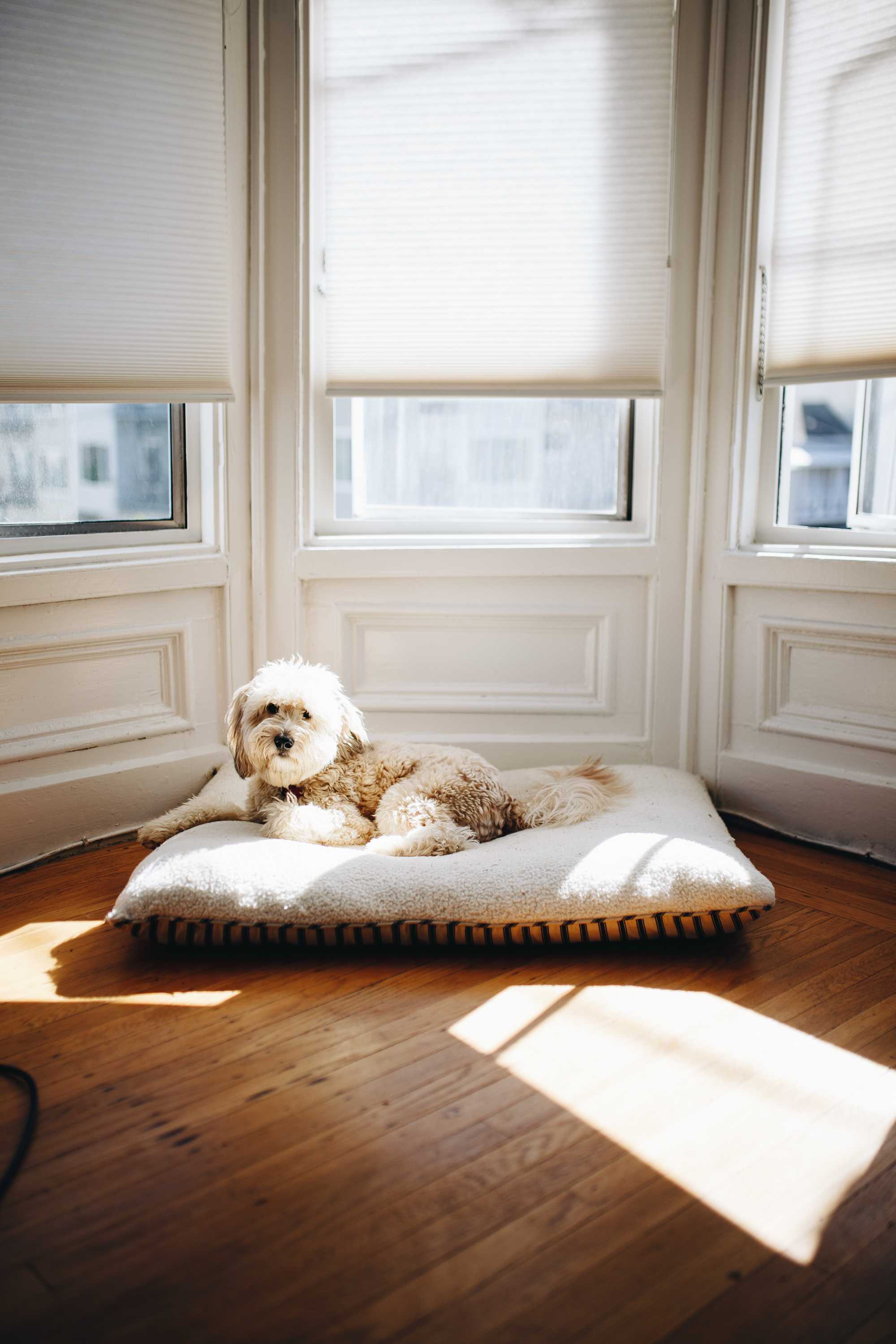 dog bed on bed