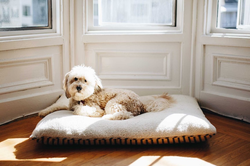 Dog lays on its bed by the window for a story about whether you should let your pets sleep in bed with you.