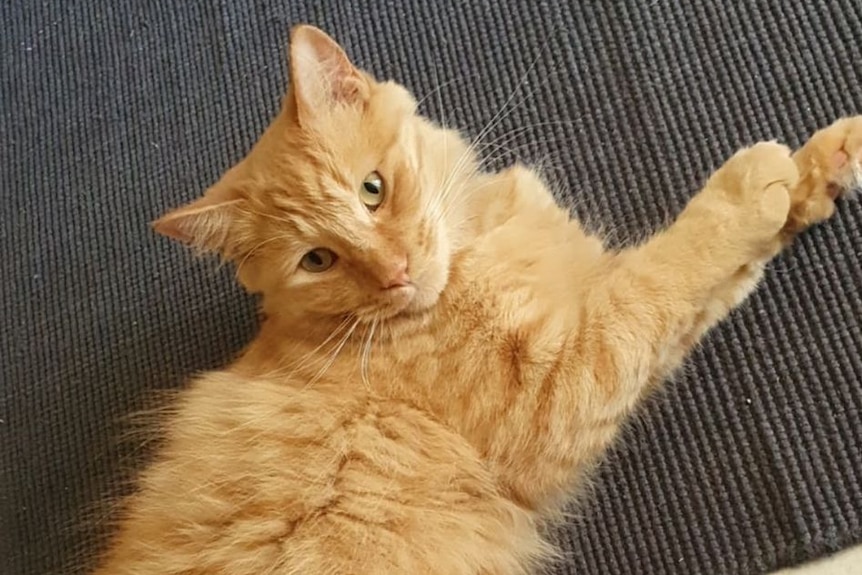 A ginger cat lies on the ground staring at the camera