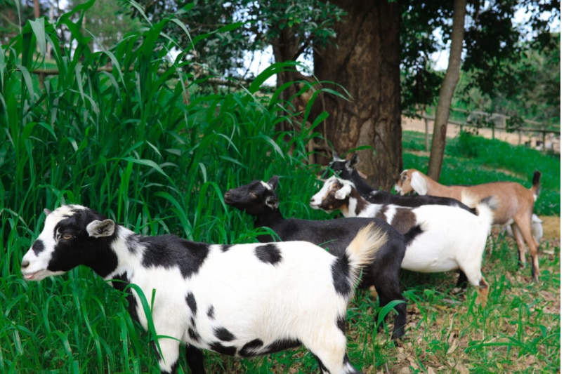 Nigerian Dwarf goats feeding on grass.