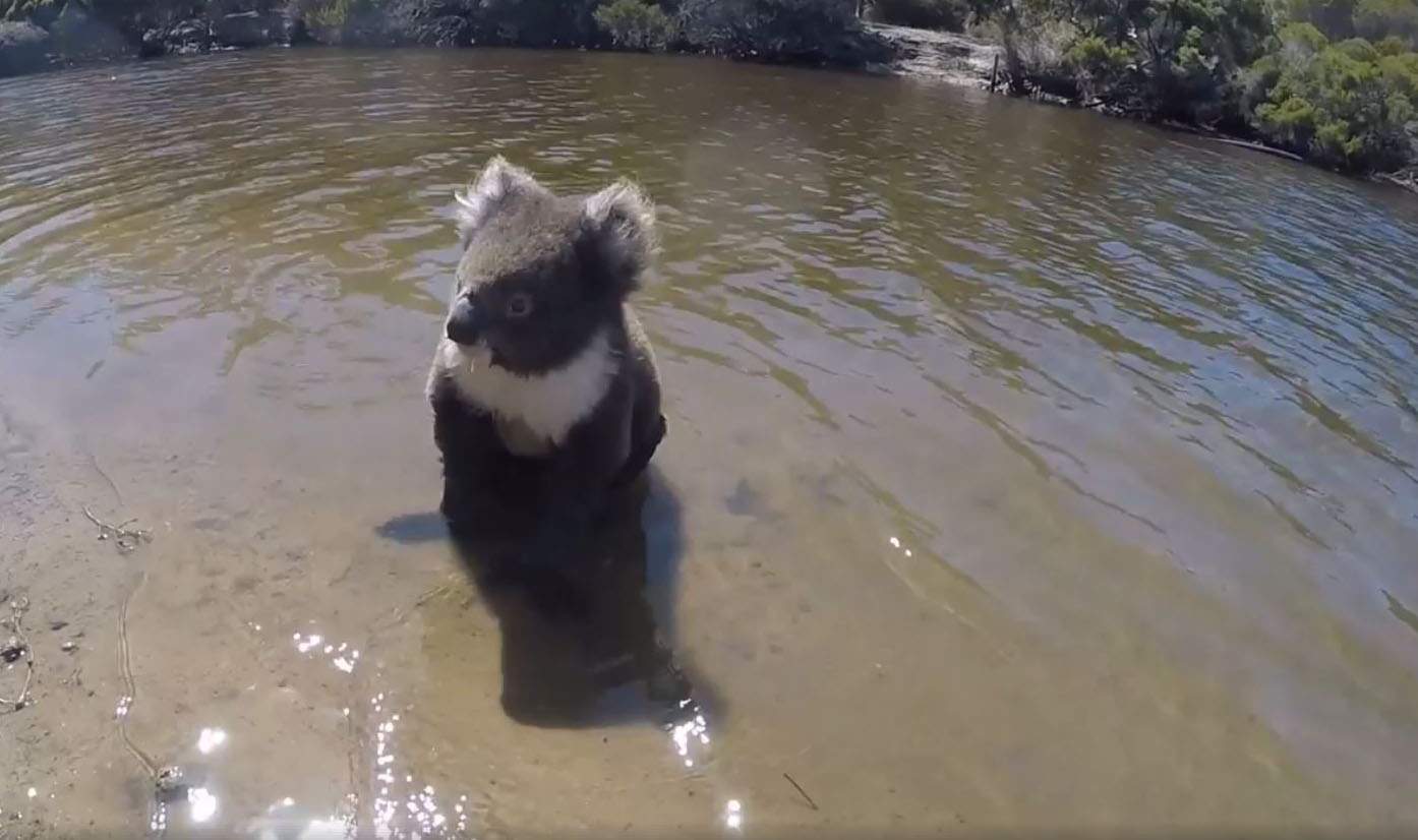 A koala sitting in a river of water.