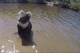 A koala sitting in a river of water.